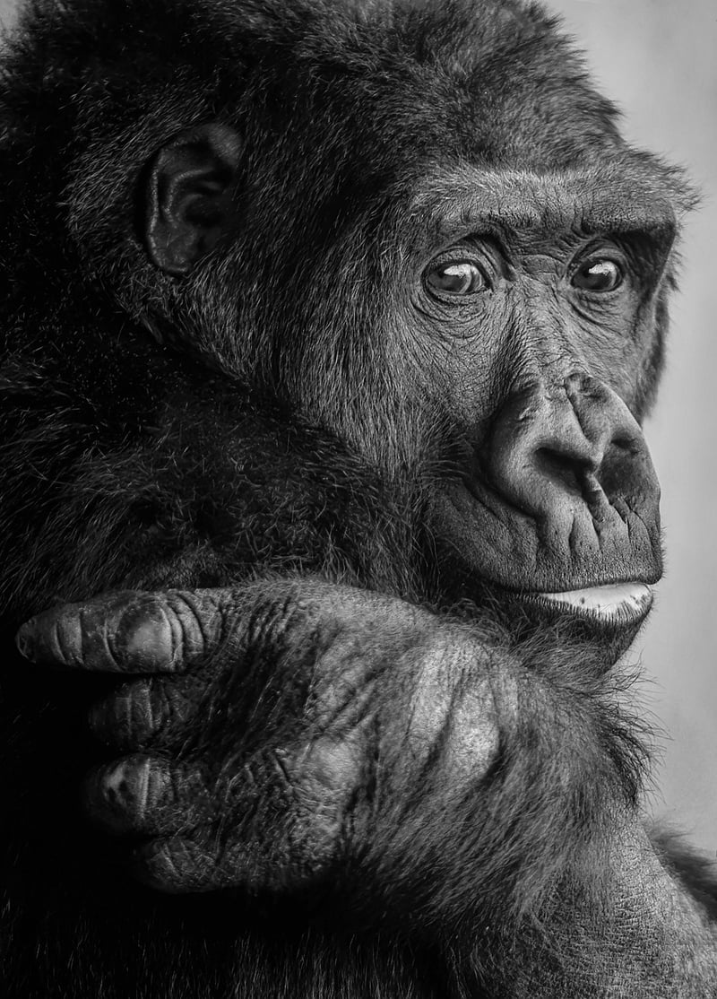 Gorilla Trekking
