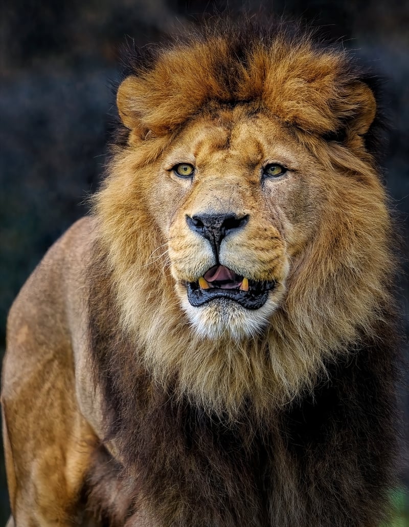 Lion Tracking Safari