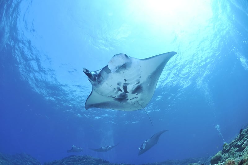 Manta Ray Diving