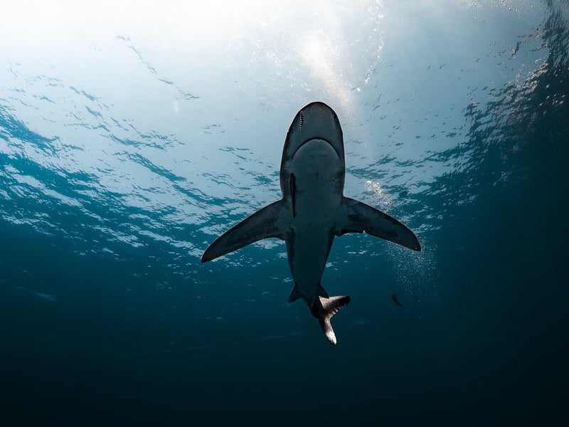 Shark Diving