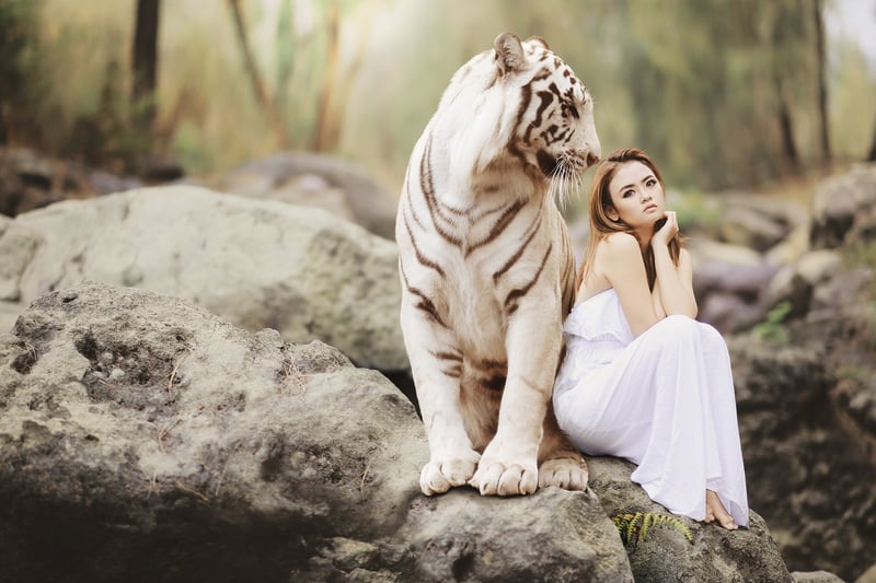 Tiger Spotting Adventure